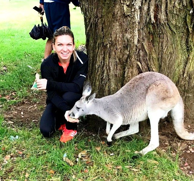 Simone Halep feeding the kangaroos